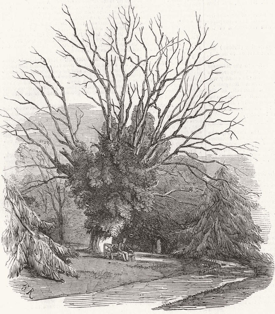 HANTS. Stratfield Saye-Duke's favourite tree 1852 old antique print picture